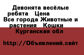 Девонята весёлые ребята › Цена ­ 25 000 - Все города Животные и растения » Кошки   . Курганская обл.